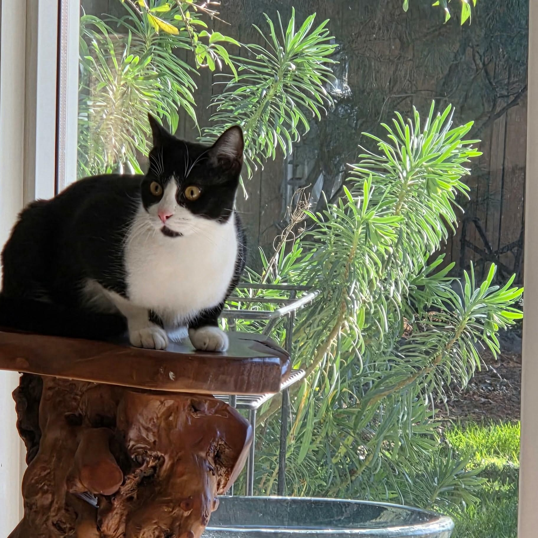 Enlarge Peaches, a Adoptable mixed breed in Gladstone, OR image 3/6