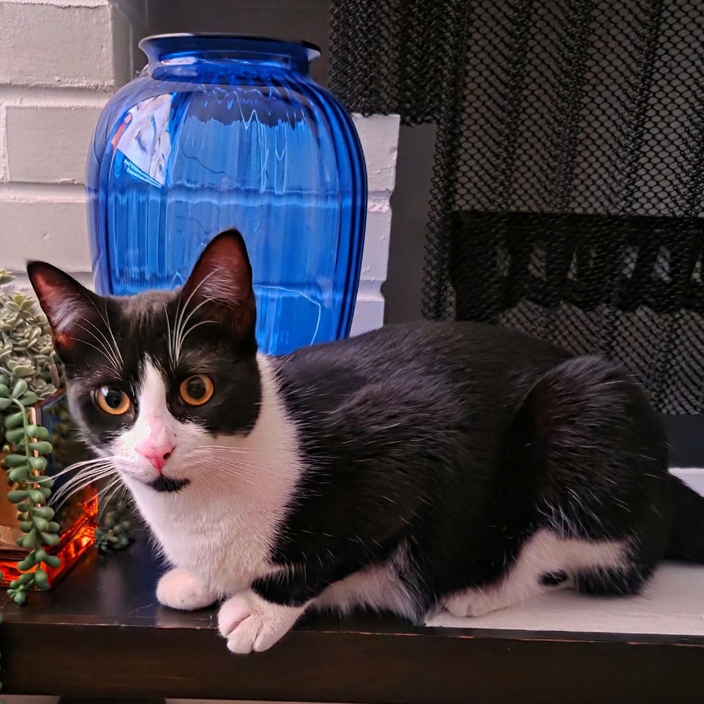 Enlarge Peaches, a Adoptable mixed breed in Gladstone, OR image 1/6