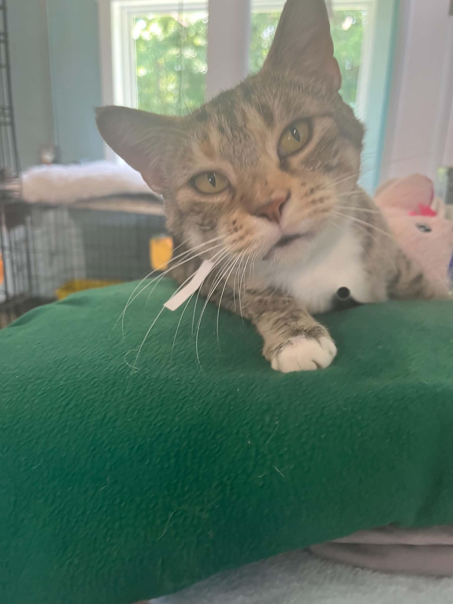 Enlarge Destiny, an adopted Domestic Short Hair in Warren, OH image 3/3