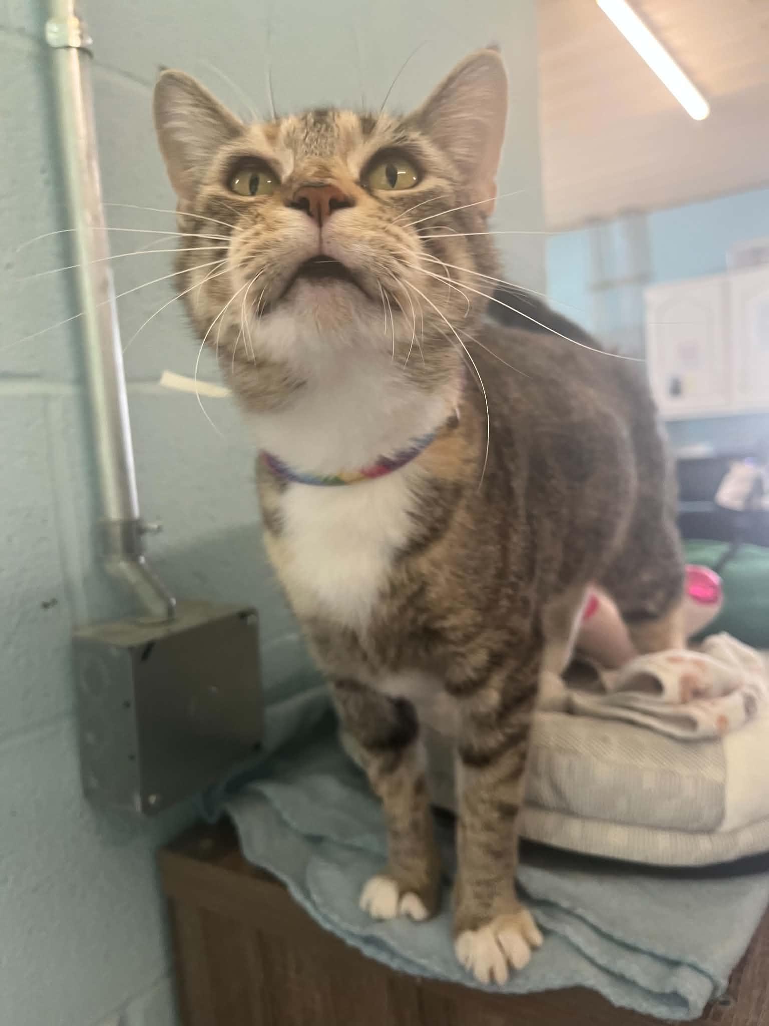 Destiny, adopted, Adult Female Domestic Short Hair.