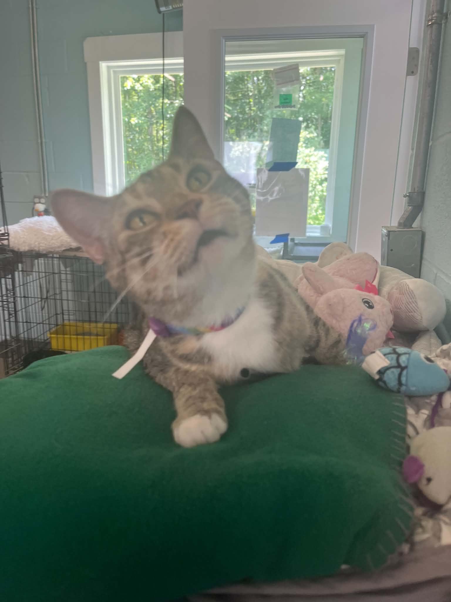 Enlarge Destiny, an adopted Domestic Short Hair in Warren, OH image 2/3