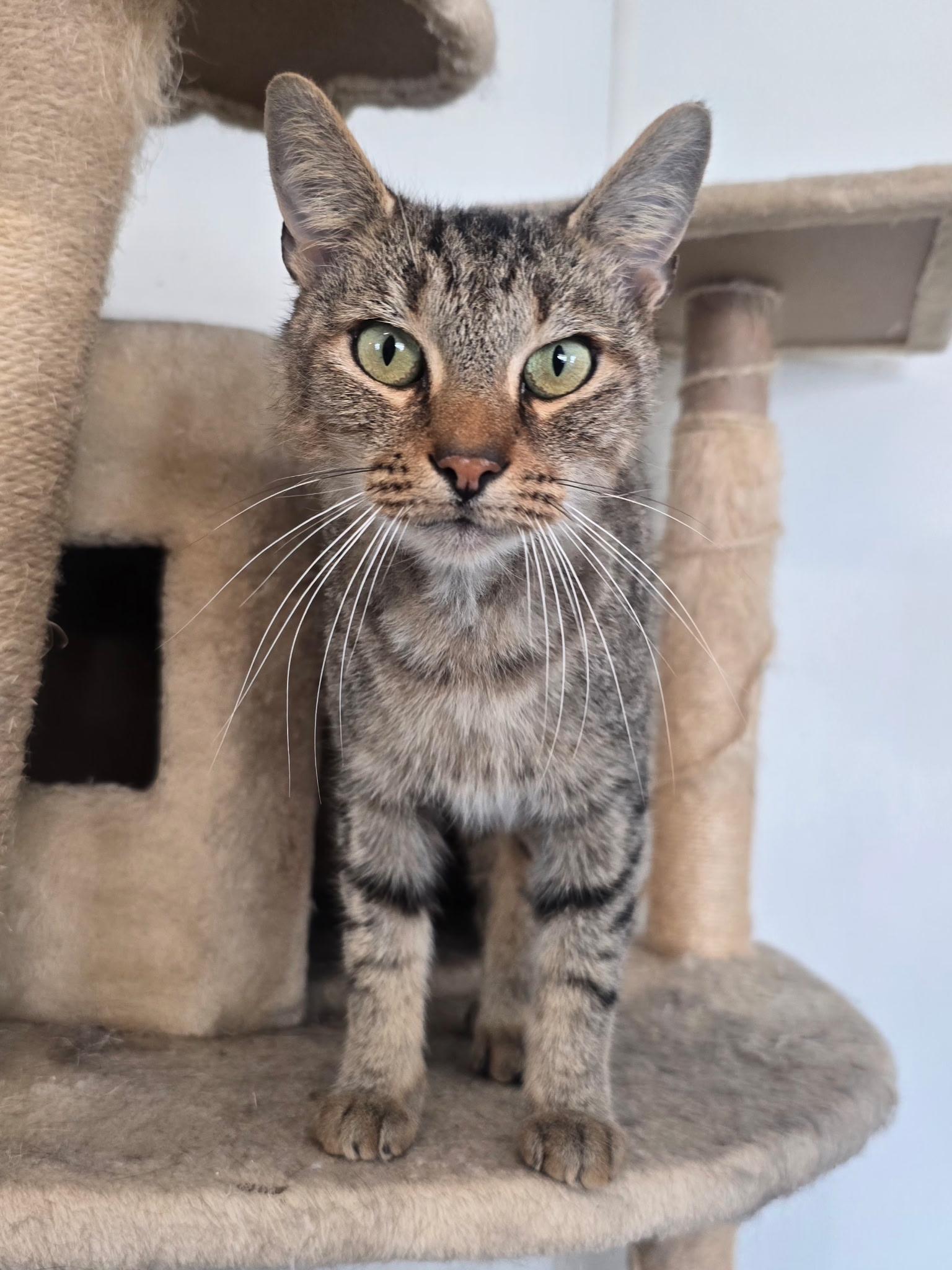 Icarus, a Adoptable mixed breed in Metropolis, IL image 1/2