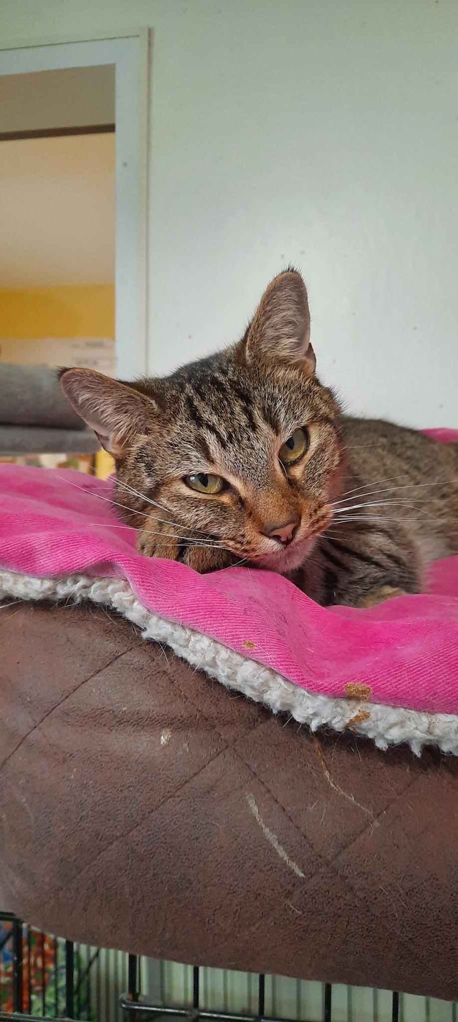 Enlarge Icarus, a Adoptable mixed breed in Metropolis, IL image 1/3