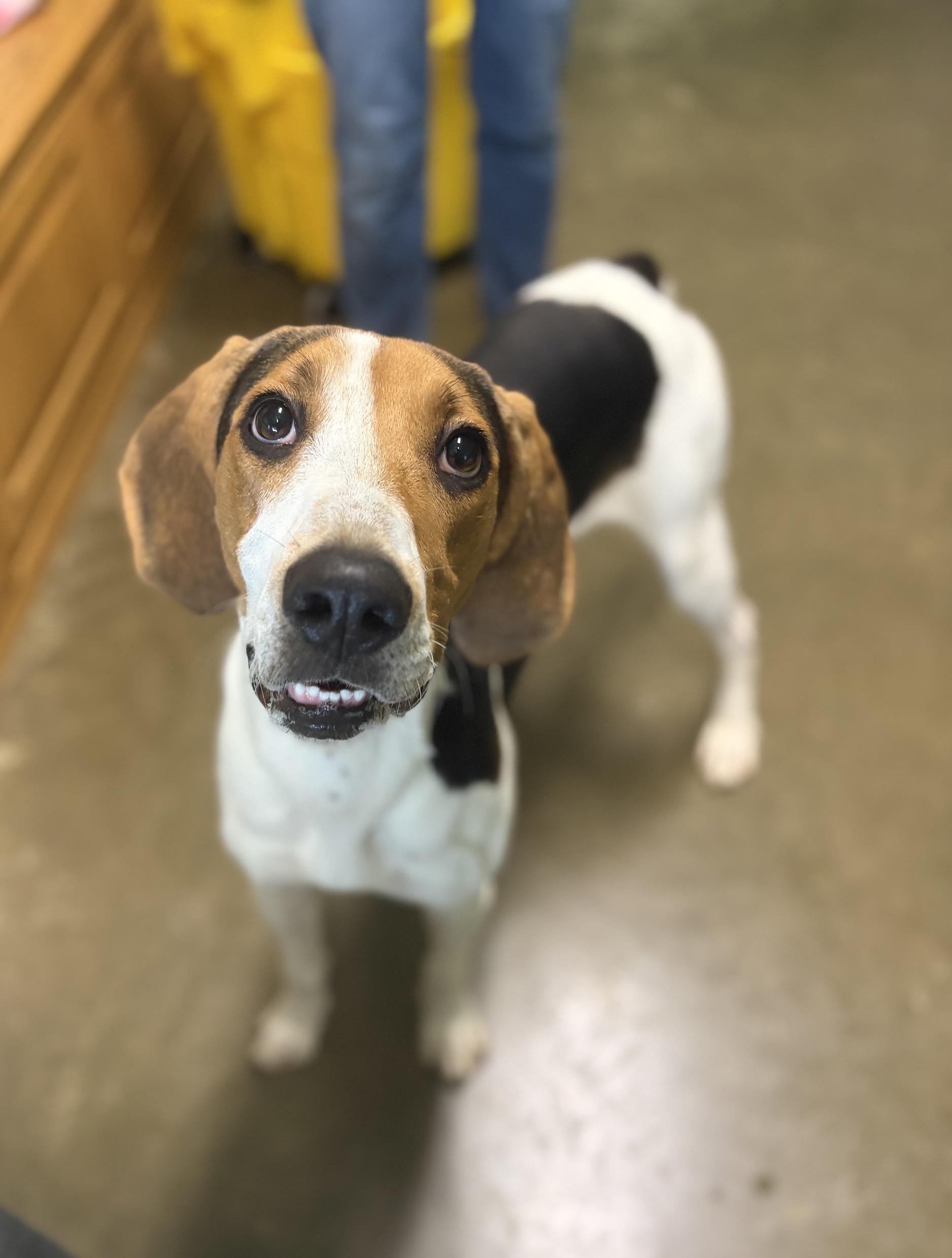 Enlarge Keely, a ADOPTABLE Coonhound in Seneca, PA image 1/2