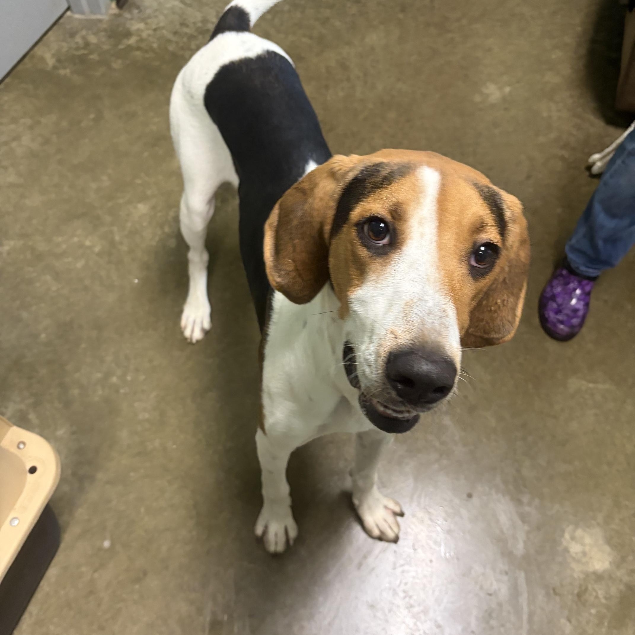 Enlarge Keely, a ADOPTABLE Coonhound in Seneca, PA image 2/2