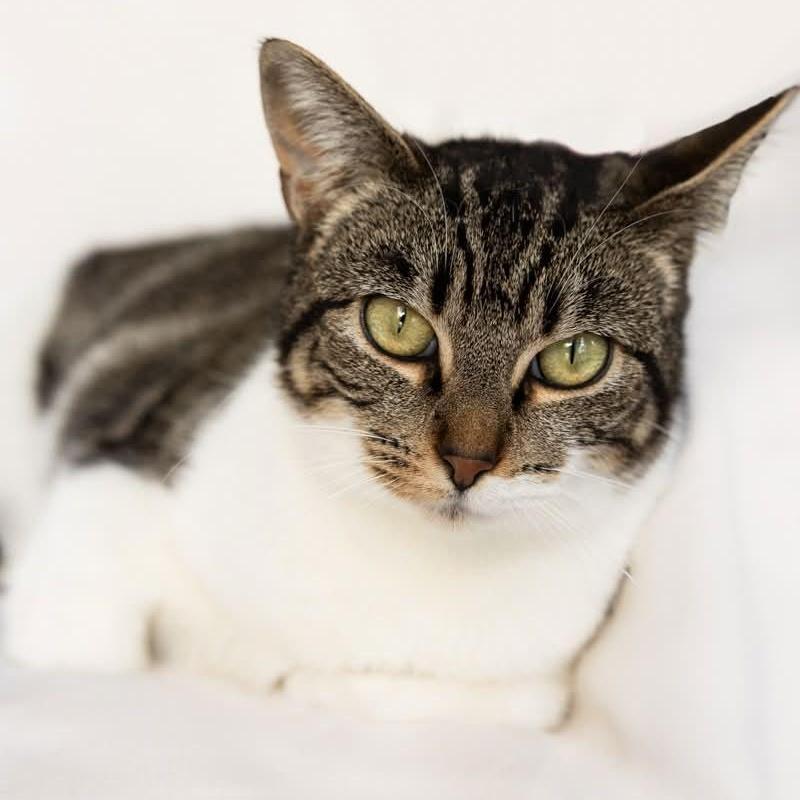 Enlarge ANNA, a Adoptable Domestic Short Hair in Rowland Heights, CA image 1/2