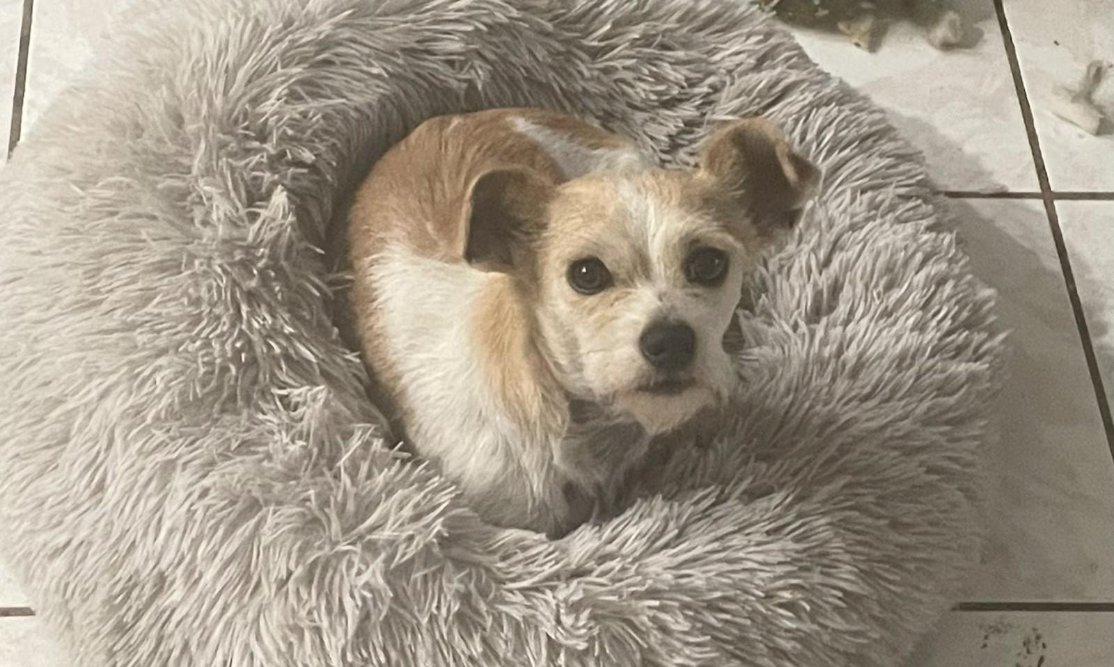 Poko photo 4