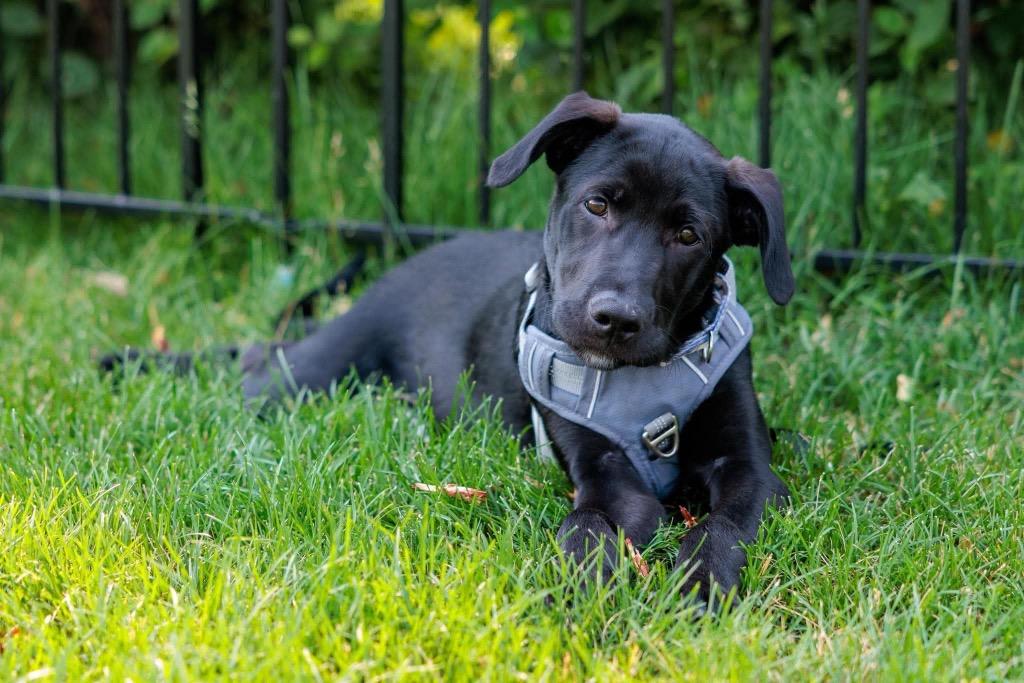 Scarecrow, Adoptable, Puppy Male Labrador Retriever & Mixed Breed.