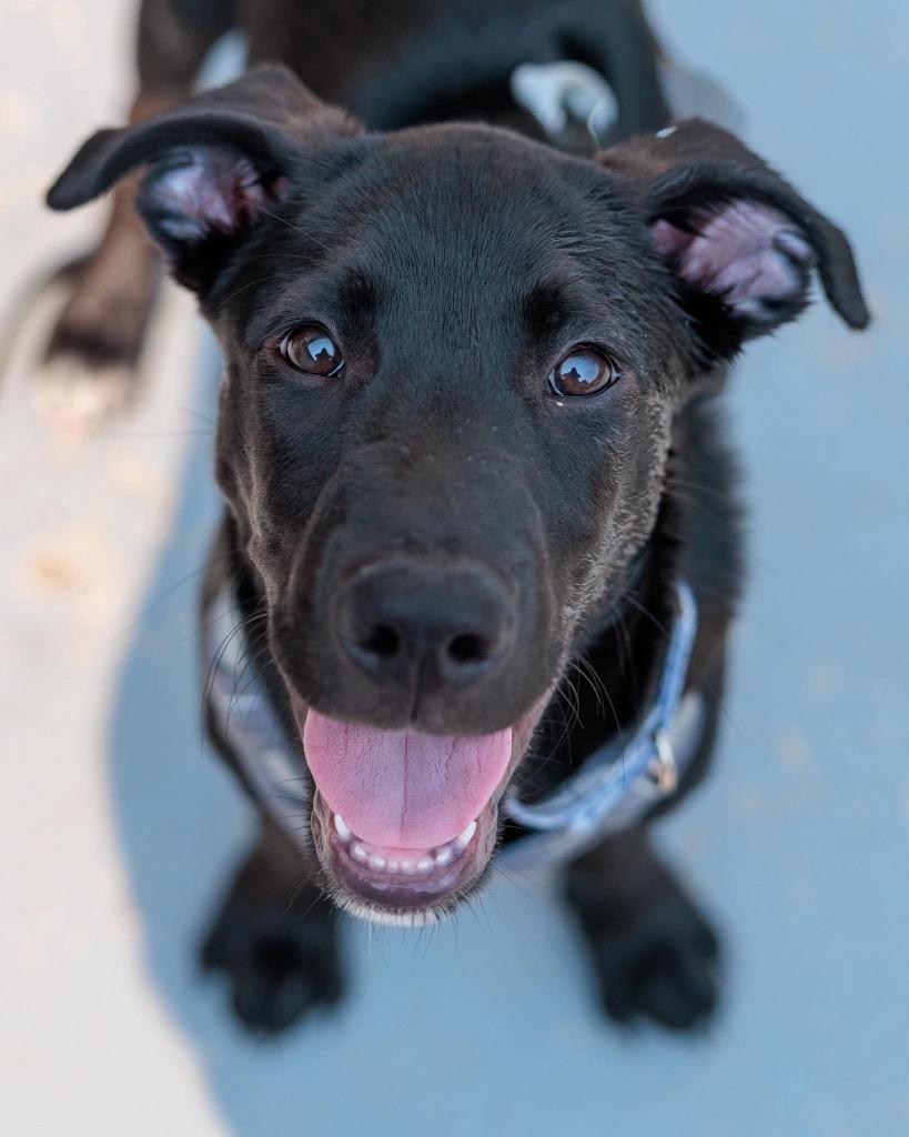 Enlarge Scarecrow, a Adoptable mixed breed in Savage, MN image 2/5