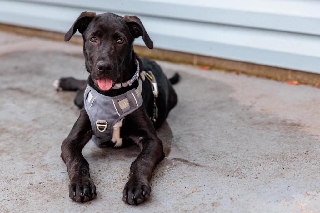 Enlarge Scarecrow, a Adoptable mixed breed in Savage, MN image 3/5