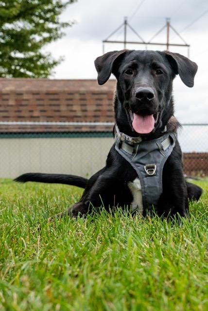 Enlarge Scarecrow - Foster-to-Adopt, a Adoptable mixed breed in Savage, MN image 3/5