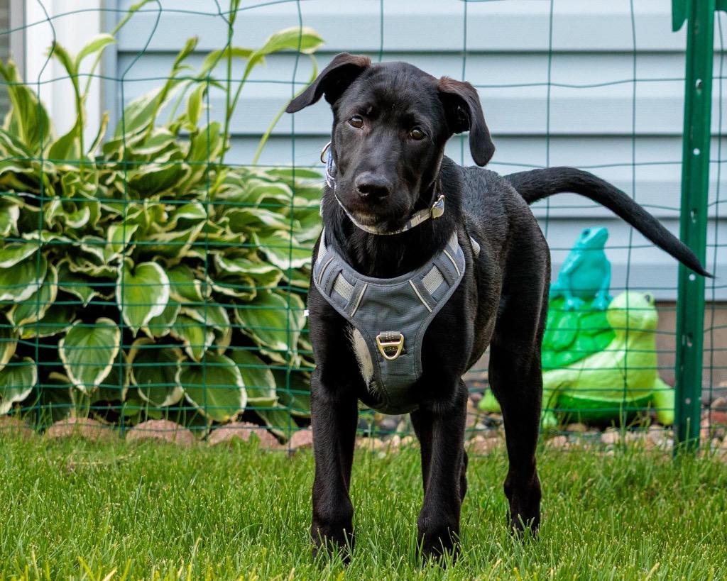 Enlarge Scarecrow, a Adoptable mixed breed in Savage, MN image 5/5