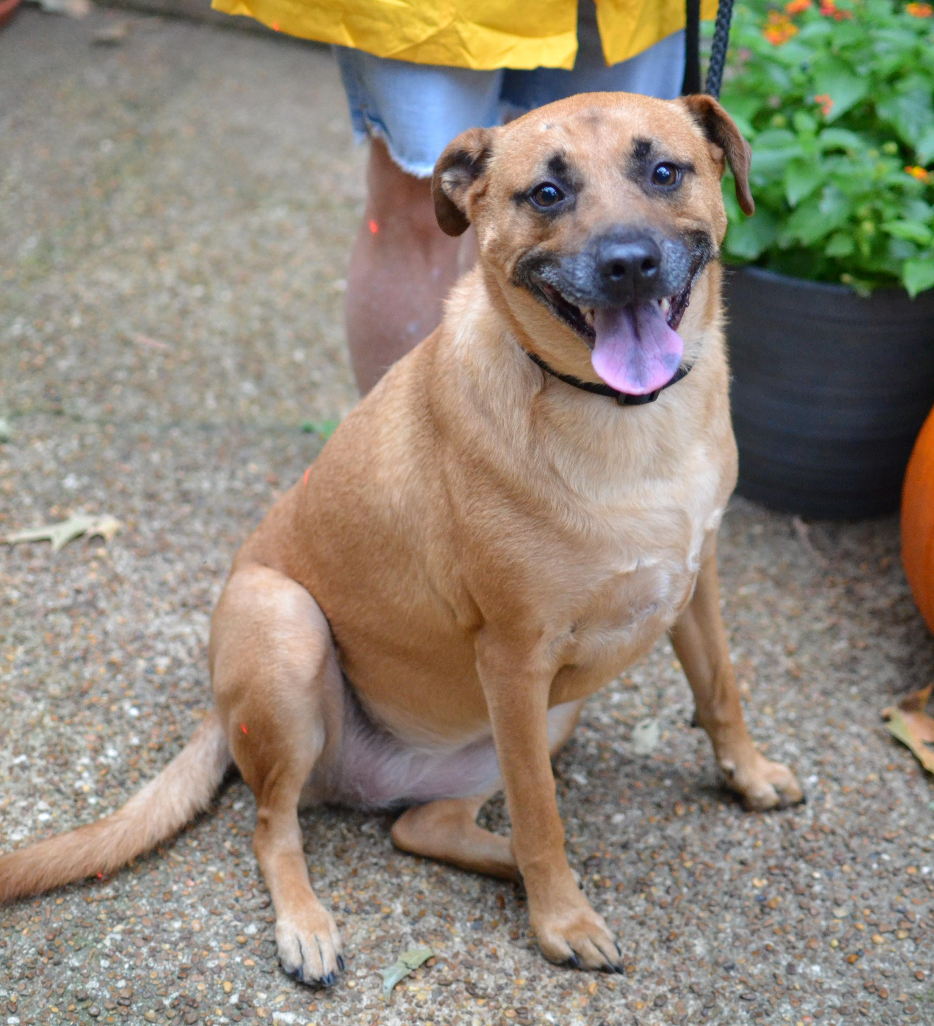 Goldie, ADOPTABLE, Adult Female Black Mouth Cur.