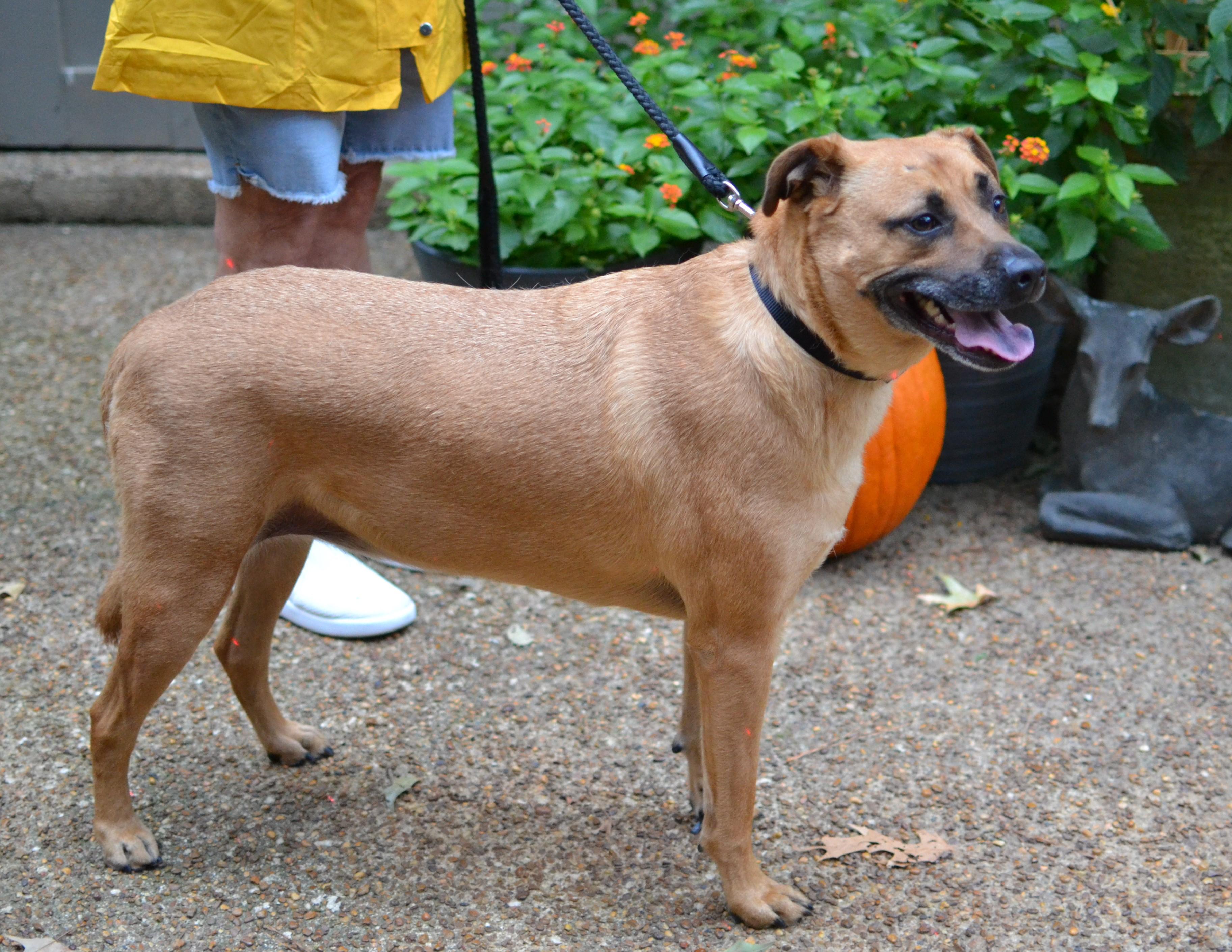 Enlarge Goldie, a ADOPTABLE Black Mouth Cur in Memphis, TN image 2/4