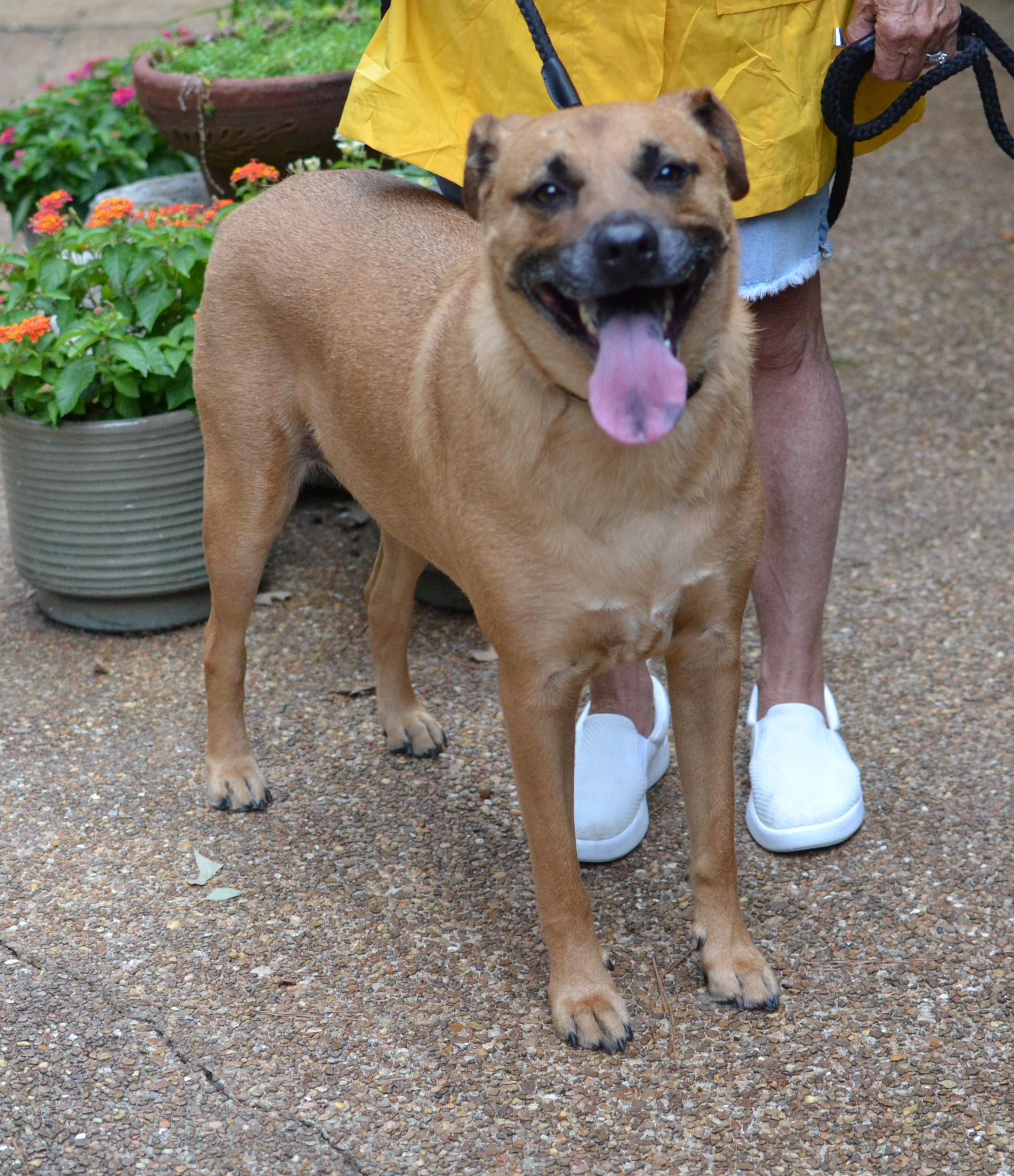 Enlarge Goldie, a ADOPTABLE Black Mouth Cur in Memphis, TN image 3/4