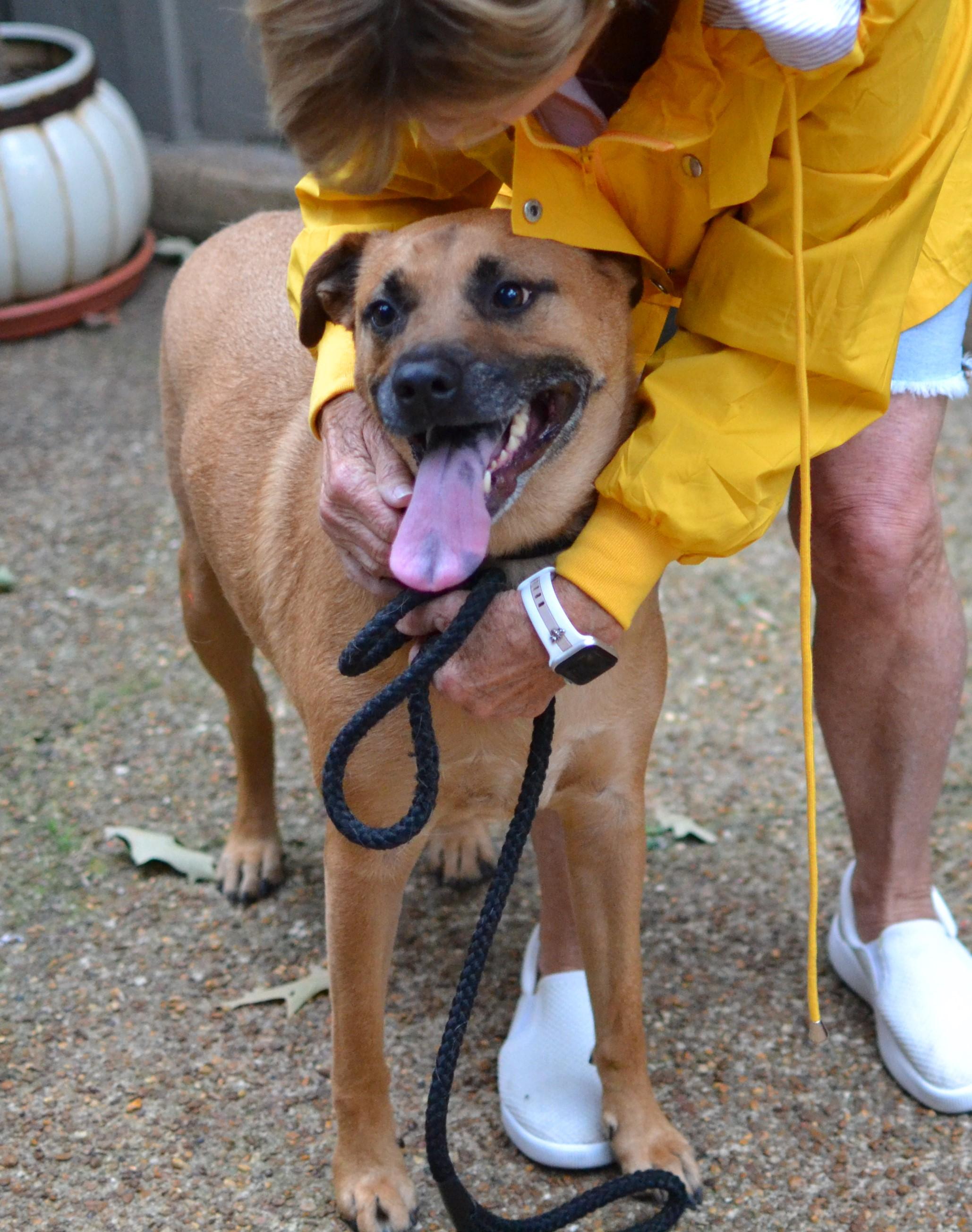 Enlarge Goldie, a ADOPTABLE Black Mouth Cur in Memphis, TN image 4/4