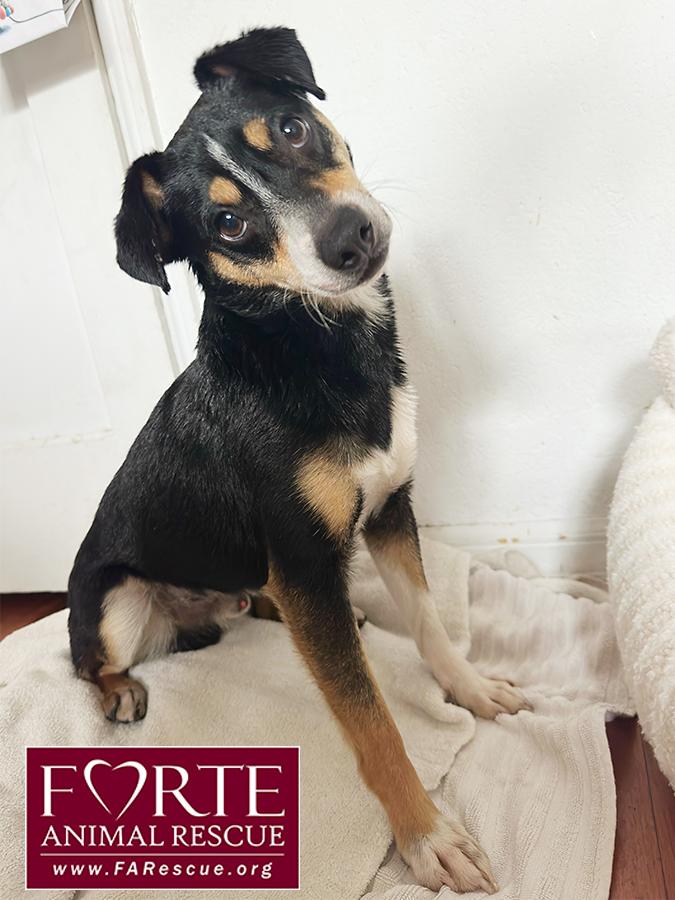 Enlarge Novo, an adopted mixed breed in Marina Del Rey, CA image 3/3