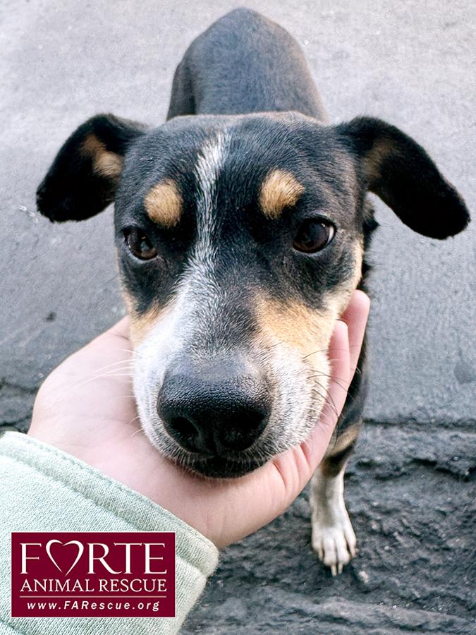 Enlarge Novo, an adopted mixed breed in Marina Del Rey, CA image 2/3