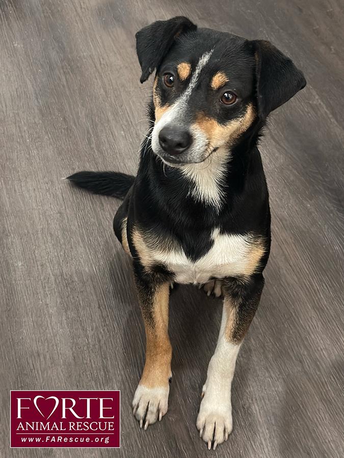 Novo, ADOPTABLE, Young Male Rat Terrier.