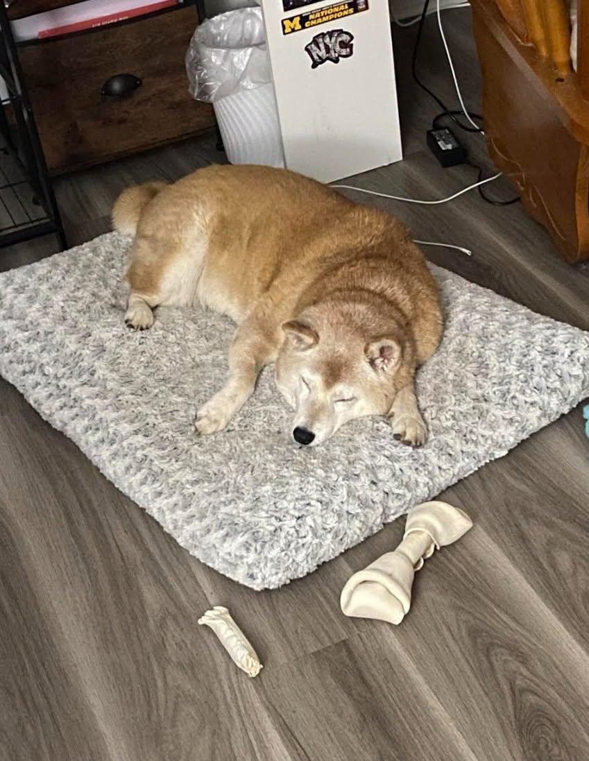 Enlarge Honey, a Adoptable Shiba Inu in Toms River, NJ image 5/6