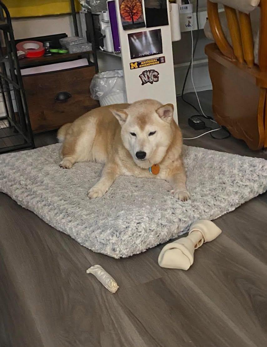 Enlarge Honey, a Adoptable Shiba Inu in Toms River, NJ image 2/6