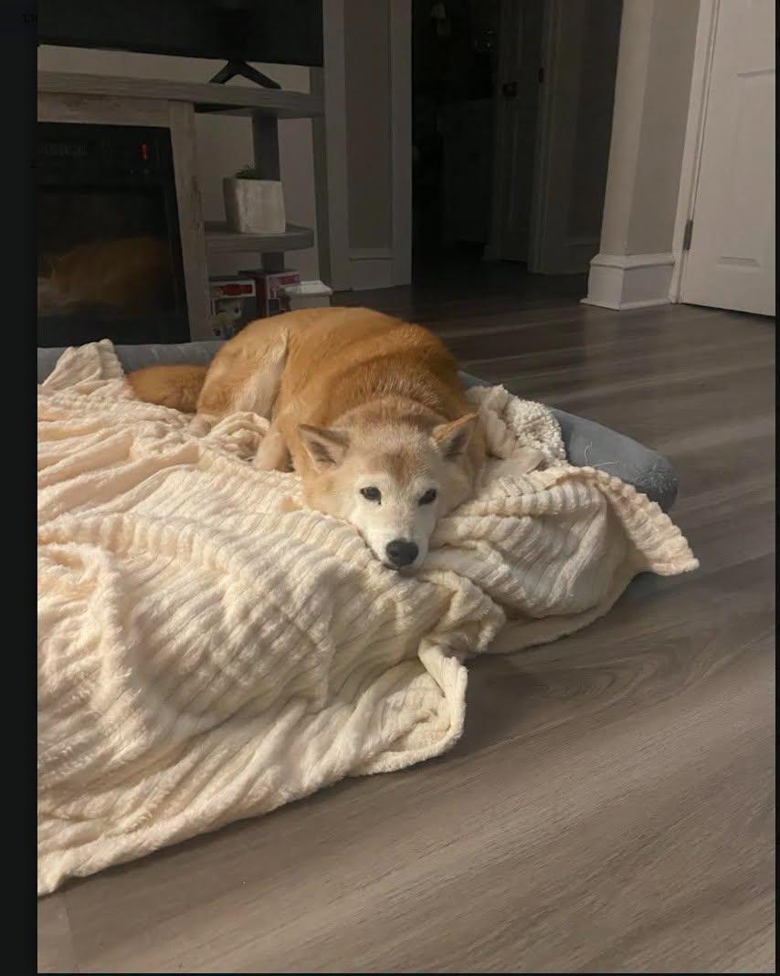 Enlarge Honey, a Adoptable Shiba Inu in Toms River, NJ image 1/6