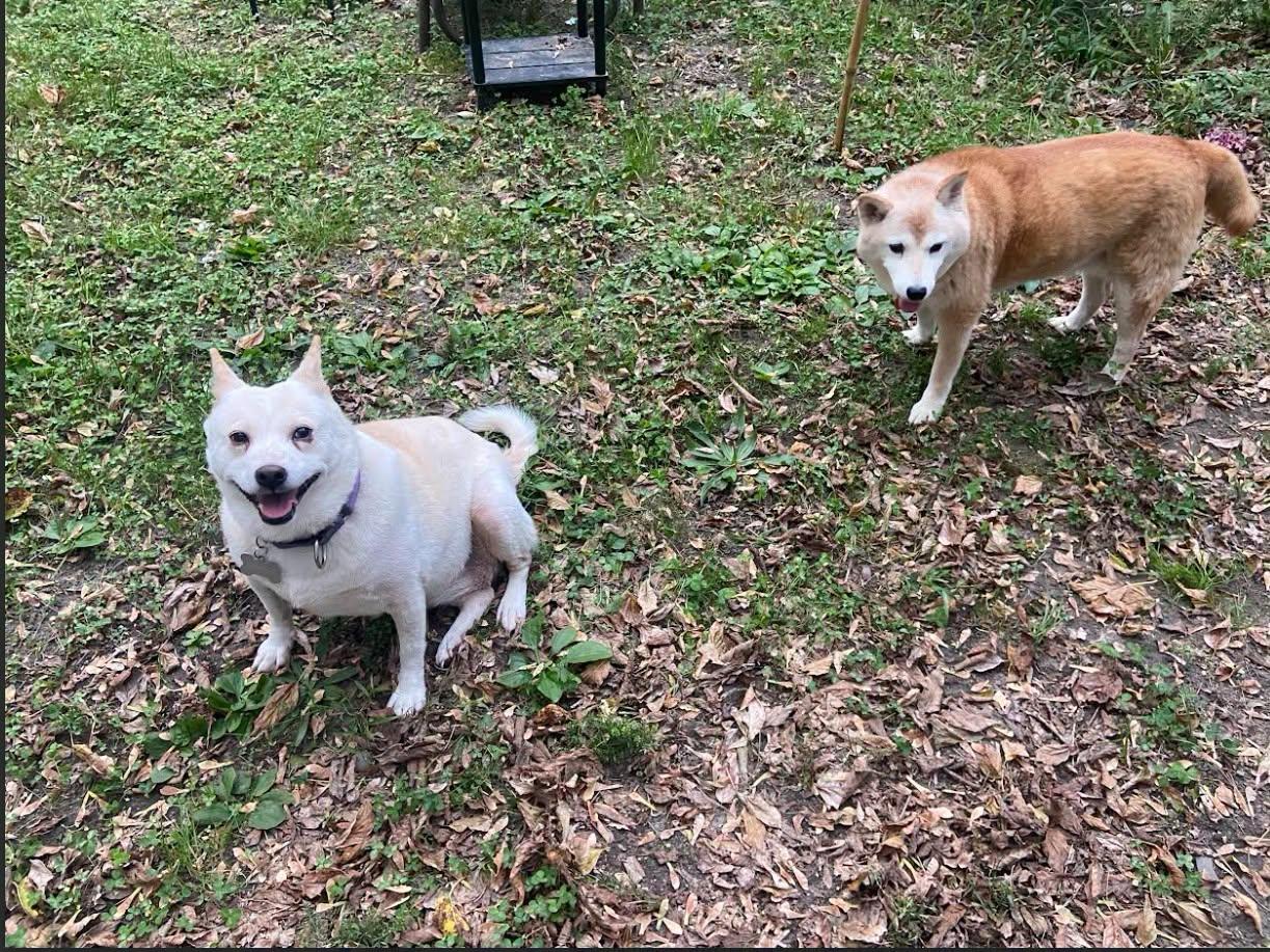 Enlarge Honey, a Adoptable Shiba Inu in Toms River, NJ image 3/6