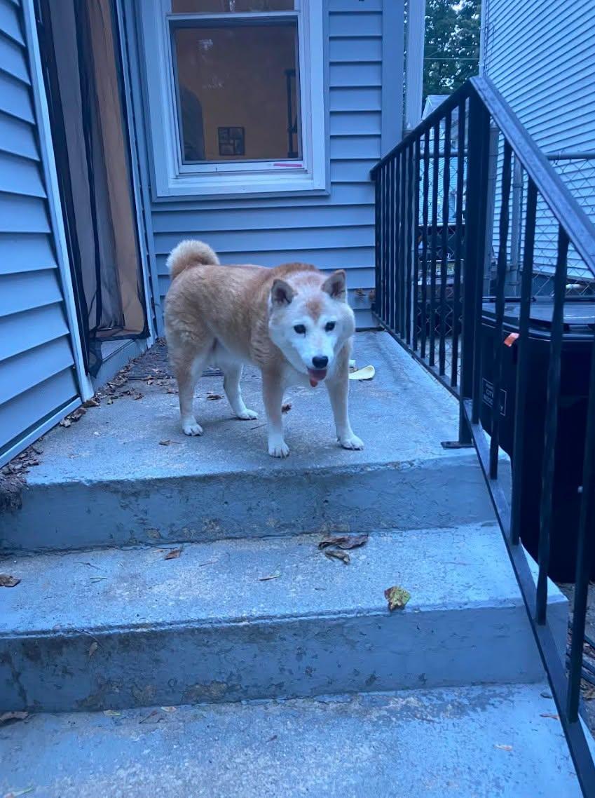 Enlarge Honey, a Adoptable Shiba Inu in Toms River, NJ image 4/6