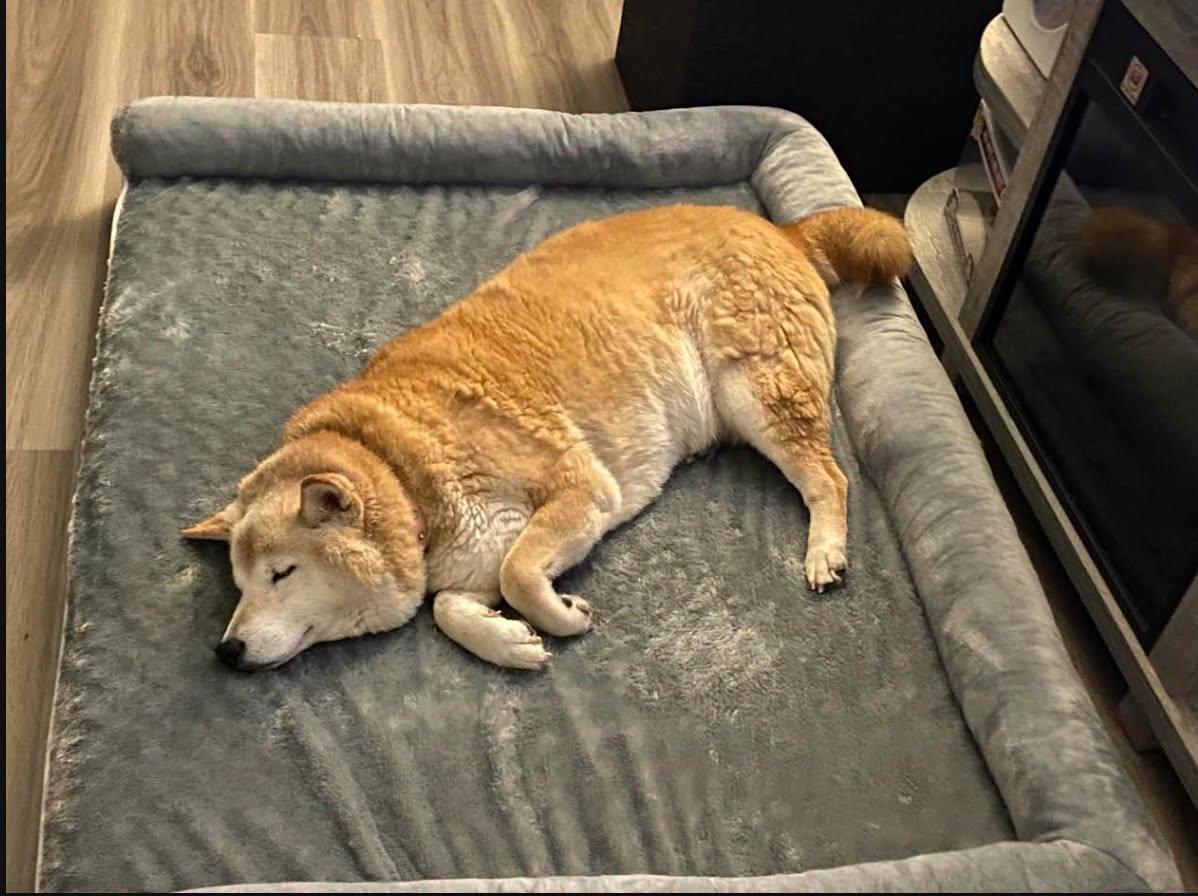 Enlarge Honey, a Adoptable Shiba Inu in Toms River, NJ image 6/6