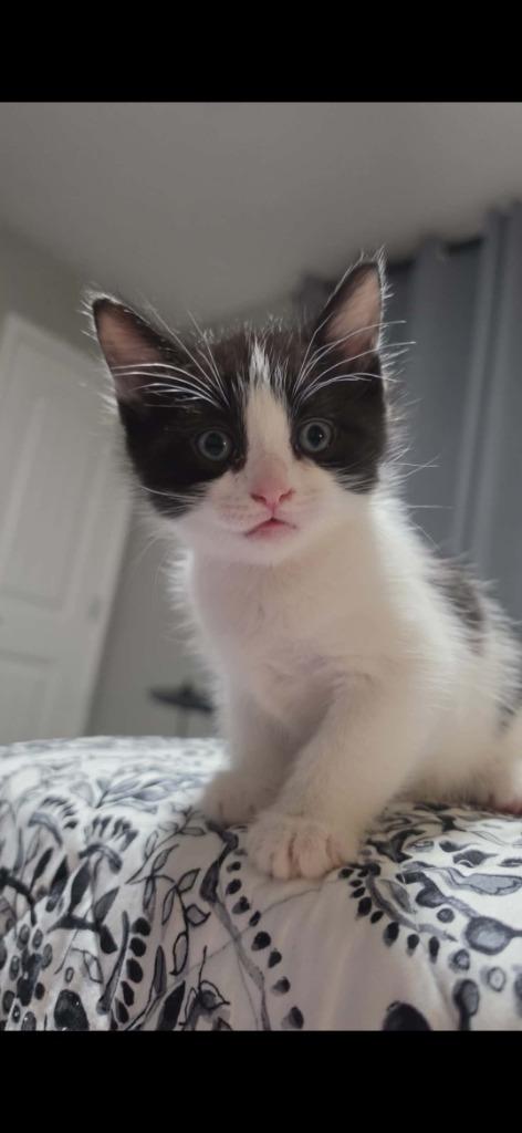 Milk, Adoptable, Kitten Male Domestic Short Hair.