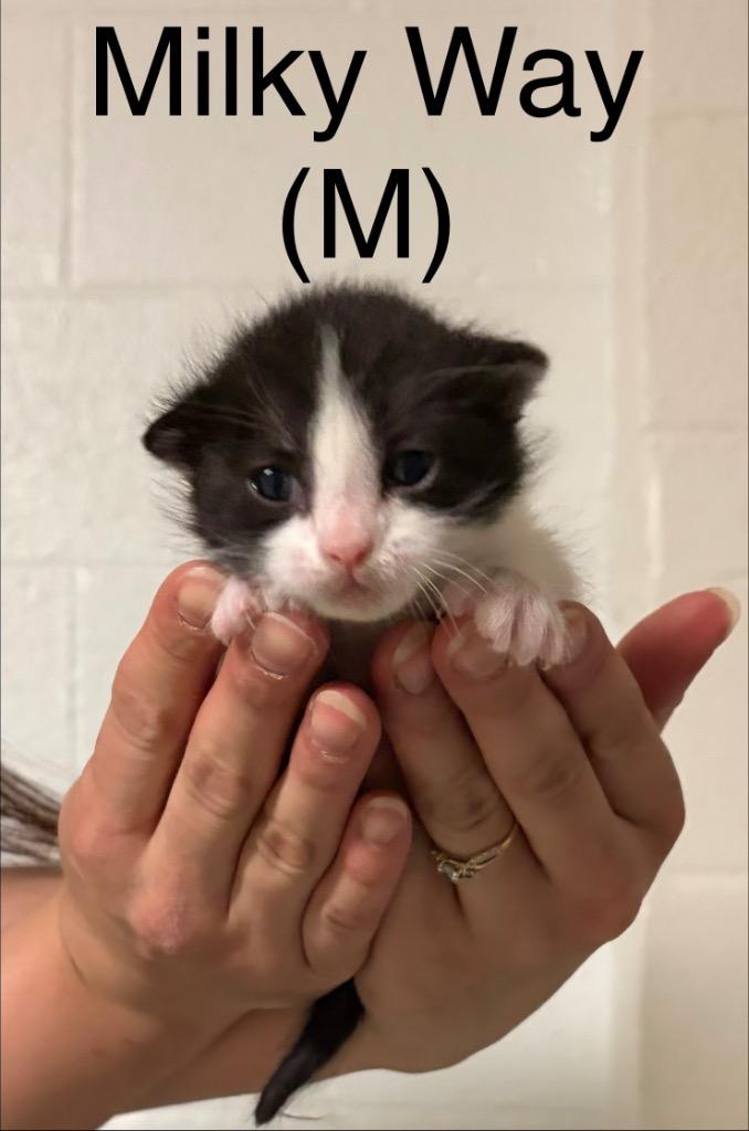 Enlarge Milk, a Adoptable mixed breed in Ada, OK image 2/2