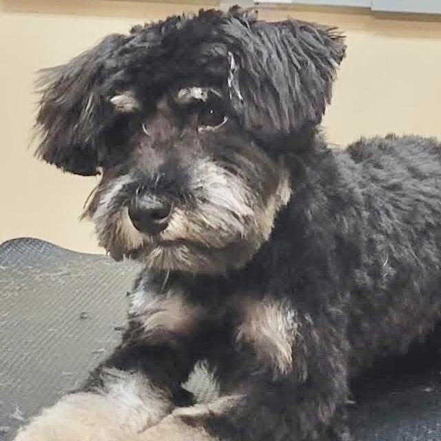 Hairy Styles, Adoptable, Puppy Male Maltese & Poodle.