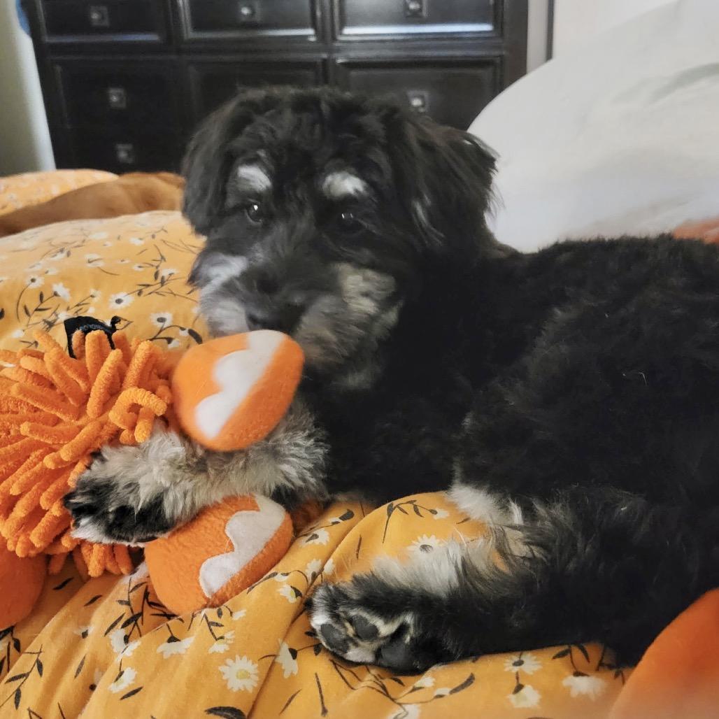 Enlarge Hairy Styles, a Adoptable mixed breed in Conroe, TX image 2/3