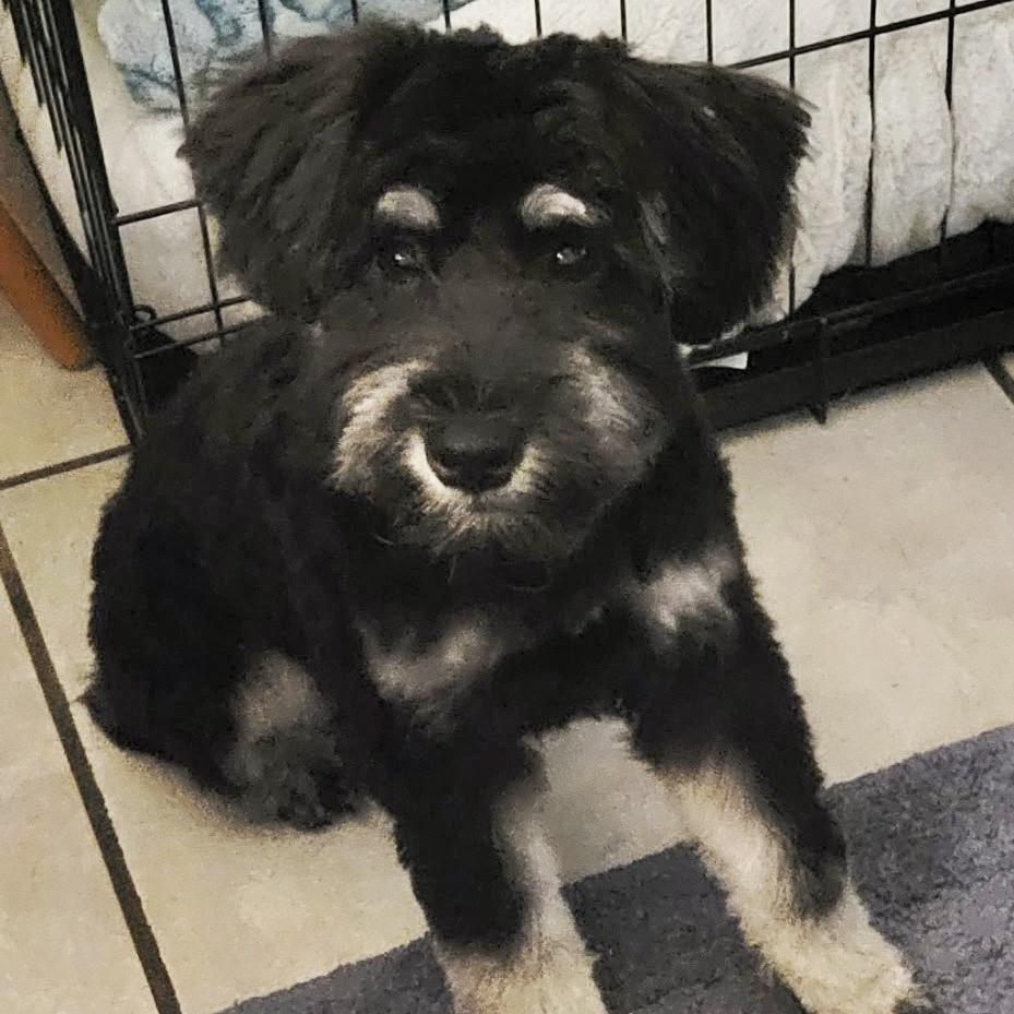 Enlarge Hairy Styles, a Adoptable mixed breed in Conroe, TX image 3/3