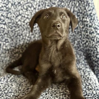 Goose, Adoptable, Puppy Male Shepherd.