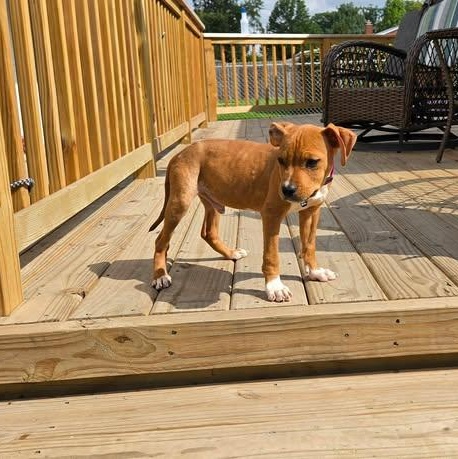 Enlarge Tanner, a Adopted mixed breed in Livonia, MI image 5/6
