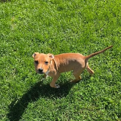 Enlarge Tanner, a Adopted mixed breed in Livonia, MI image 4/6