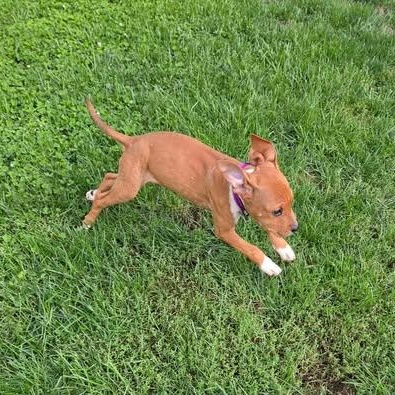 Enlarge Tanner, a Adopted mixed breed in Livonia, MI image 3/6
