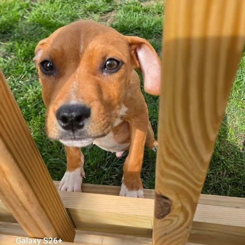 Enlarge Tanner, a Adopted mixed breed in Livonia, MI image 1/6