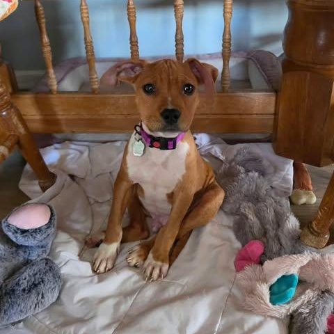 Enlarge Tanner, a Adopted mixed breed in Livonia, MI image 2/6
