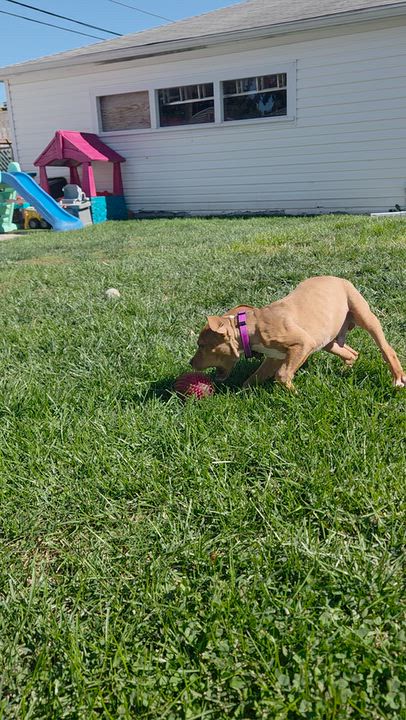 Enlarge Tanner, a Adopted mixed breed in Livonia, MI video 6/6