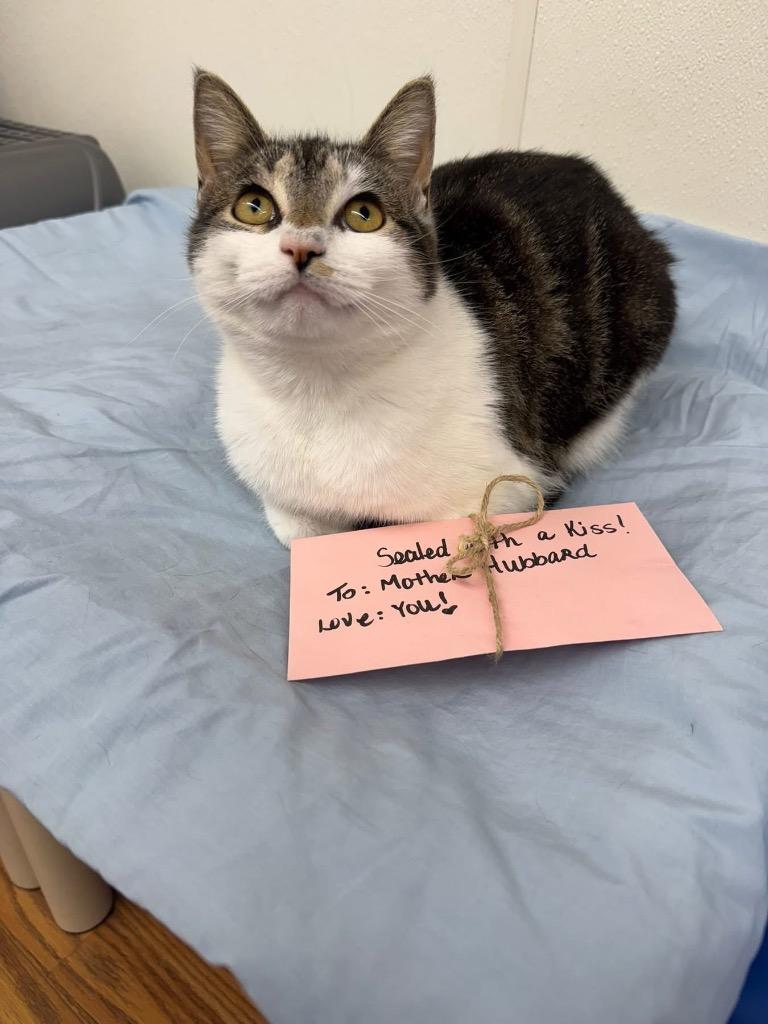 Ms. Hubbard, Adoptable, Kitten Female Domestic Short Hair.