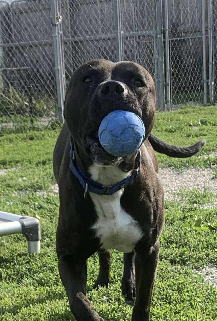 Enlarge Flint, a Adopted mixed breed in Independence, IA image 1/2