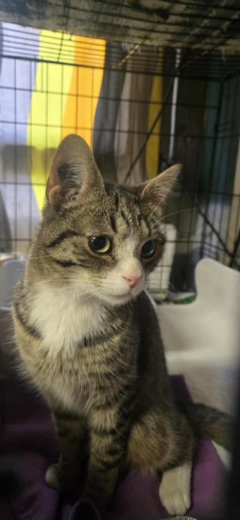 Bree, an adoptable Domestic Short Hair in Cut Bank, MT, 59427 | Photo Image 1