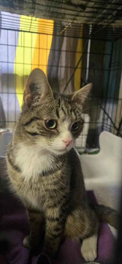Bree, an adoptable Domestic Short Hair in Cut Bank, MT, 59427 | Photo Image 2