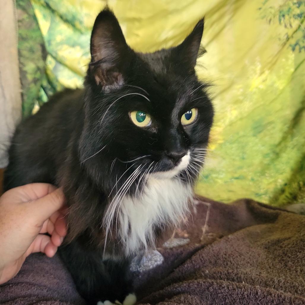 Wonder, Adoptable, Senior Female Domestic Long Hair.