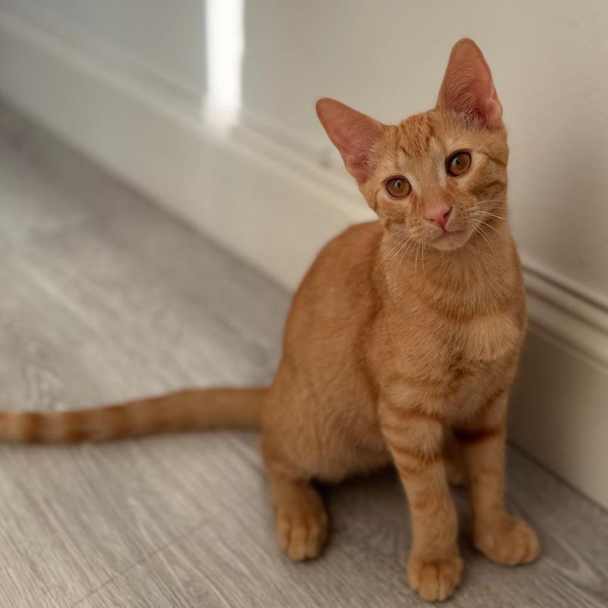 Hawk, a Adoptable Domestic Short Hair in Parkland, FL image 1/2