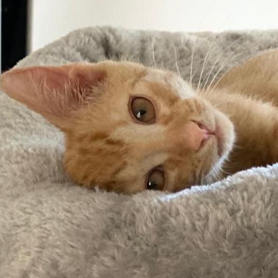 Hawk, a Adoptable Domestic Short Hair in Parkland, FL image 2/2