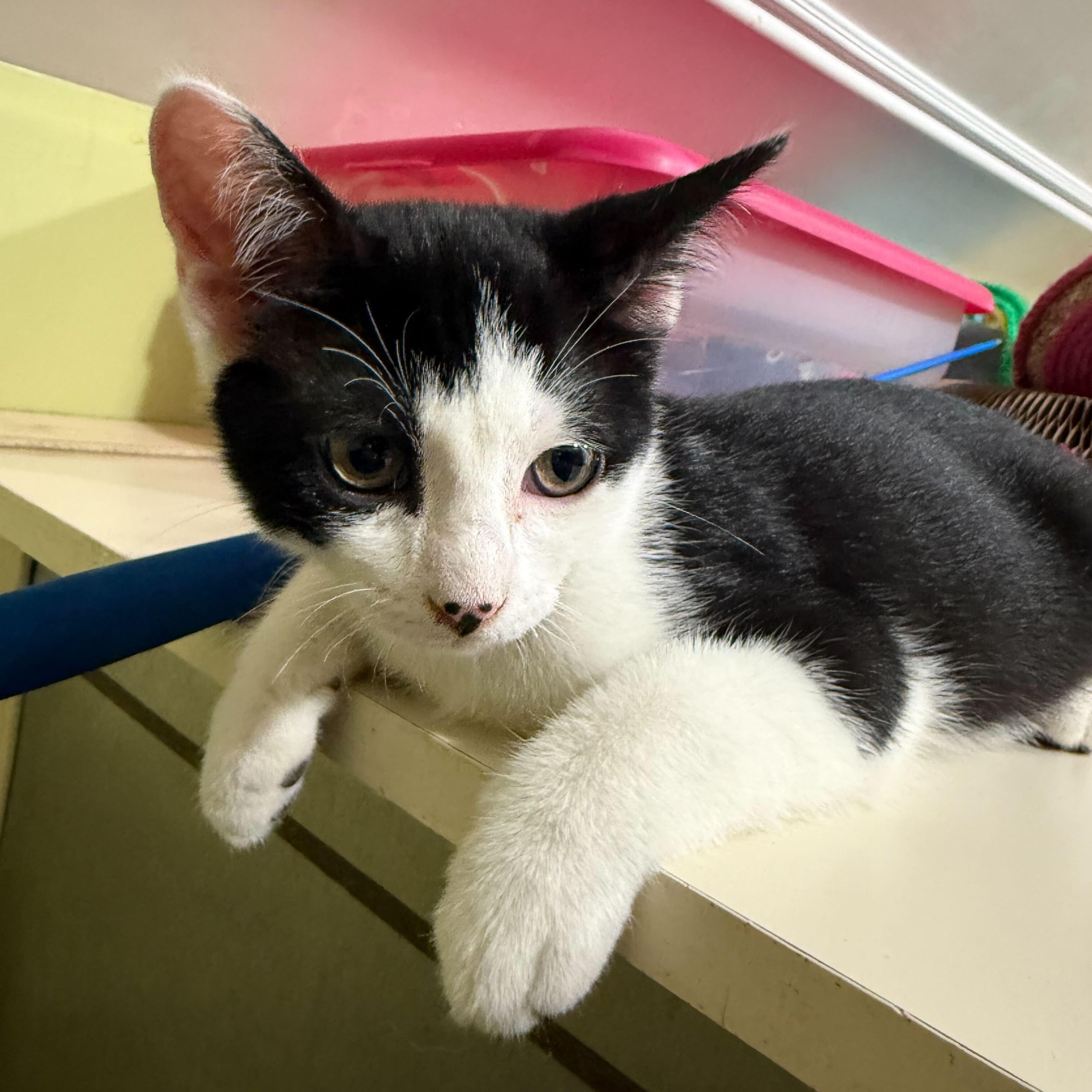 Enlarge Oreo, a Adoptable Domestic Short Hair in East Brunswick, NJ image 3/5