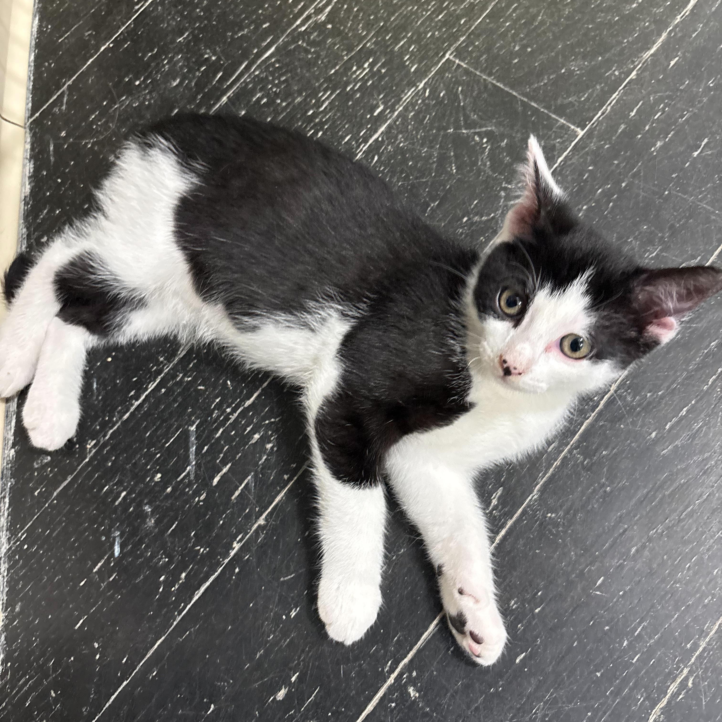 Enlarge Oreo, a Adoptable Domestic Short Hair in East Brunswick, NJ image 1/5